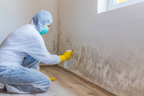 Licensed Basement Mold Remediation service in Wood-Ridge, NJ - Mold Remediation HQ
