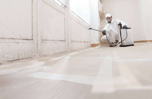 24/7 Emergency Basement Mold Remediation experts in Wood-Ridge, NJ