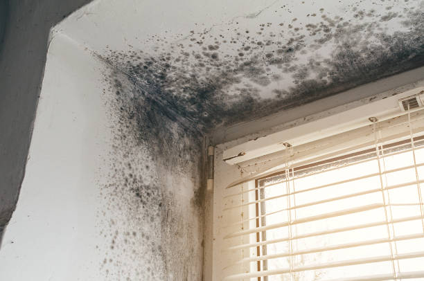 Affordable Basement Mold Remediation solutions in Wood-Ridge, NJ
